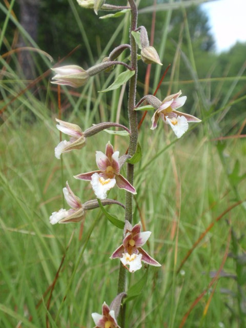 kruštík močiarny Epipactis palustris (L.) Crantz