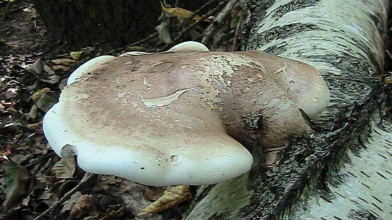 brezovník obyčajný Fomitopsis betulina (Bull.) B.K. Cui, M.L. Han & Y.C. Dai