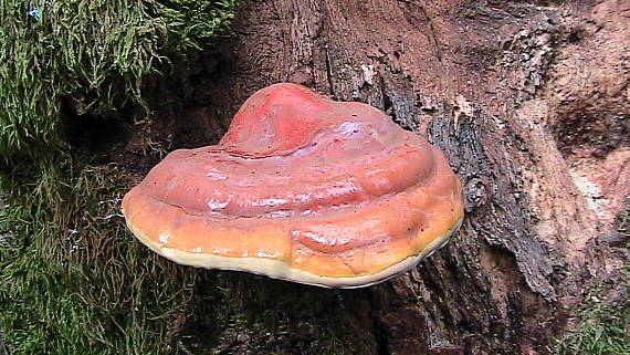 lesklokôrovka obyčajná Ganoderma lucidum (Curtis) P. Karst.