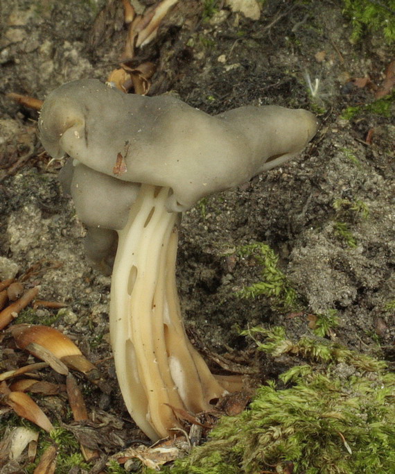 chriapač jamkatý Helvella lacunosa Afzel.