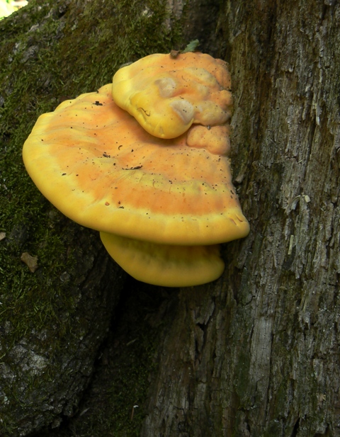 sírovec obyčajný Laetiporus sulphureus (Bull.) Murrill