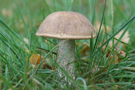 kozák brezový Leccinum scabrum (Bull.) Gray