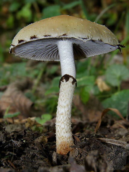 golierovka  Leratiomyces sp.