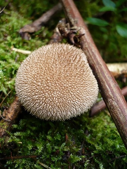 prášnica pichliačová Lycoperdon echinatum Pers.