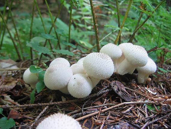 prášnica bradavičnatá Lycoperdon perlatum Pers.