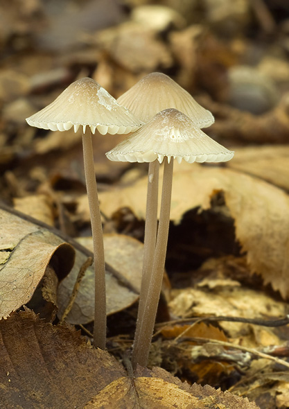 prilbička? Mycena?