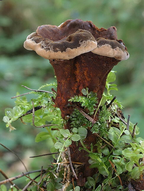 plstnačka obyčajná Onnia tomentosa (Fr.) P. Karst.