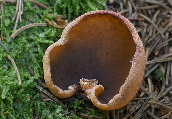 Peziza sp.