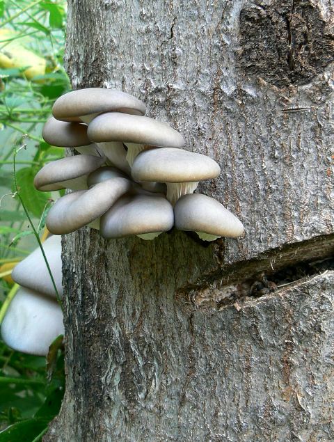 hliva ustricovitá Pleurotus ostreatus (Jacq.) P. Kumm.