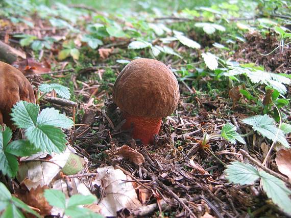 hríb zrnitohlúbikový Sutorius luridiformis (Rostk.) G. Wu & Zhu L. Yang