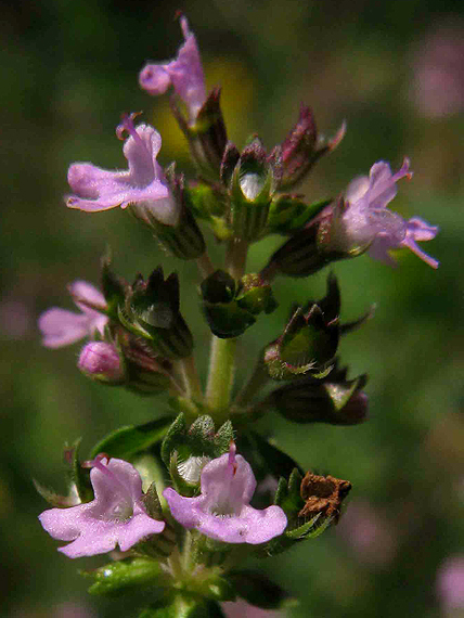 dúška vajcovitá Thymus pulegioides L.