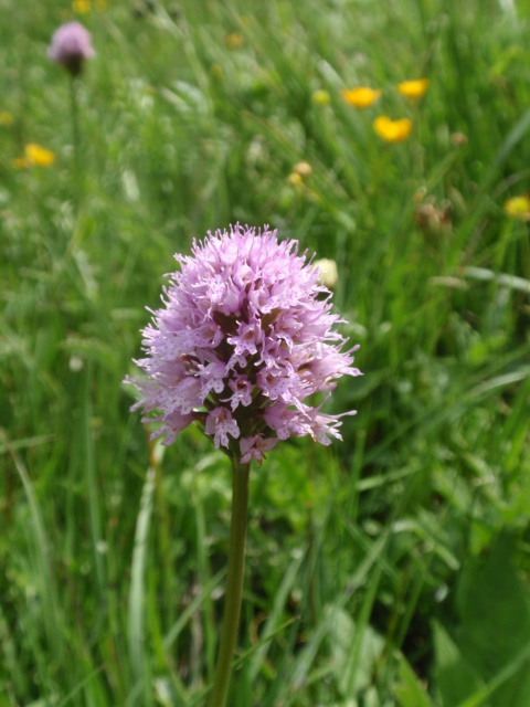 pavstavač hlavatý Traunsteinera globosa (L.) Reichenb.