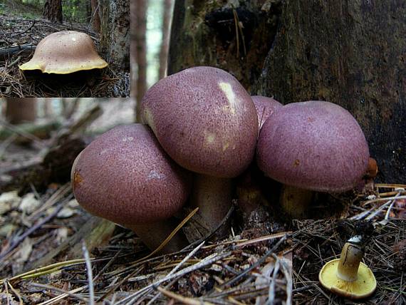 čírovec červenožltý Tricholomopsis rutilans (Schaeff.) Singer