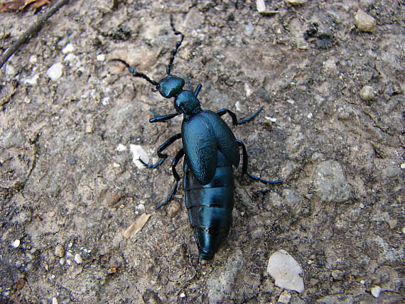 májka fialová  (Meloe violaceus)