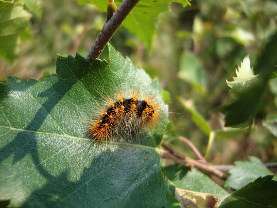 húsenica Mramorovky rakytovej Acronicta auricoma