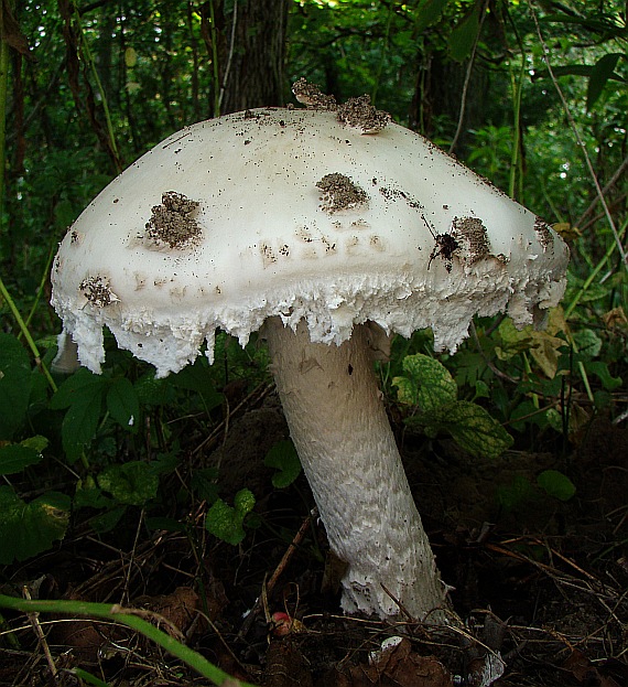 muchotrávka šiškovitá Amanita strobiliformis Gonn. & Rabenh.