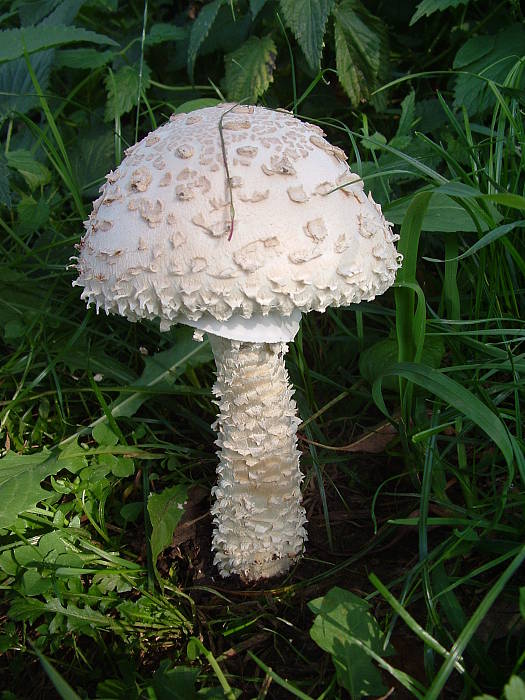 muchotrávka Vittadiniho Amanita vittadinii (Moretti) Vittad.