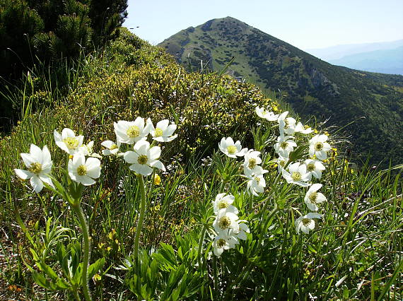 veternica narcisokvetá Anemone narcissiflora L.