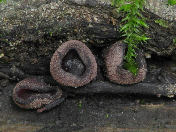 vrtidlovka Ascocoryne sp.