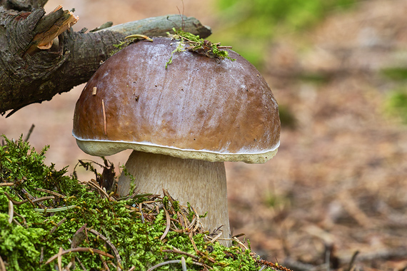 hríb smrekový Boletus edulis Bull.