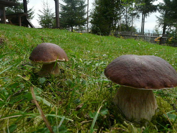 hríb smrekový Boletus edulis Bull.