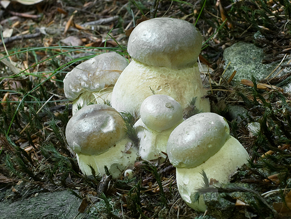 hríb smrekový Boletus edulis Bull.