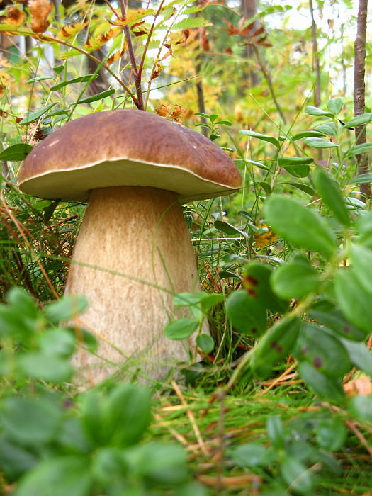 hríb smrekový Boletus edulis Bull.