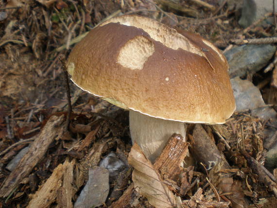 hríb smrekový Boletus edulis Bull.