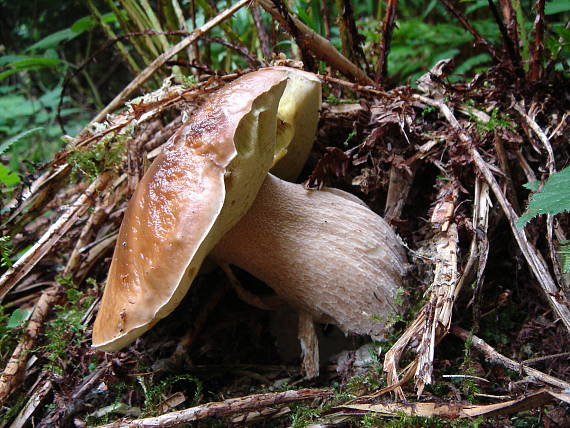 hríb smrekový  Boletus edulis Bull.