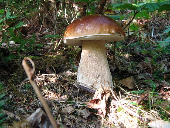 hríb smrekový Boletus edulis Bull.