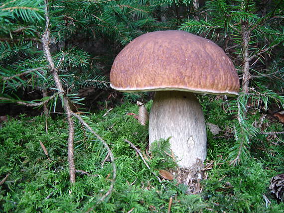 hríb smrekový Boletus edulis Bull.