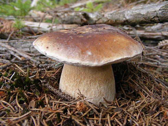 hríb smrekový Boletus edulis Bull.