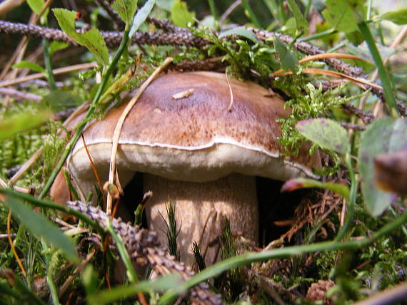 hríb smrekový Boletus edulis Bull.