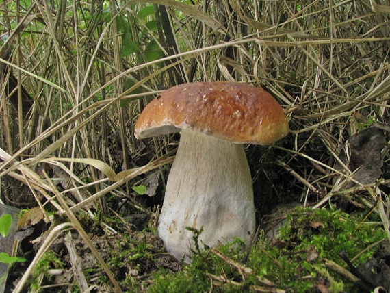 hríb smrekový Boletus edulis Bull.