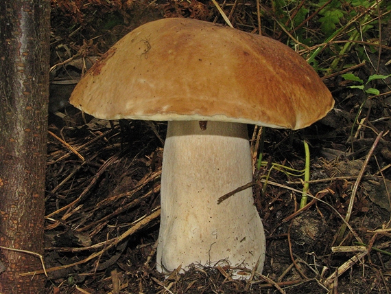 hríb smrekový Boletus edulis Bull.