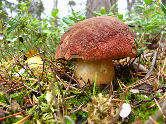 hríb sosnový Boletus pinophilus Pil. et Dermek in Pil.