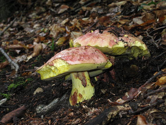 hríb kráľovský Butyriboletus regius (Krombh.) D. Arora & J.L. Frank