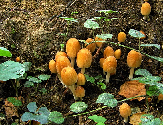 hnojník ligotavý Coprinellus micaceus (Bull.) Vilgalys, Hopple & Jacq. Johnson