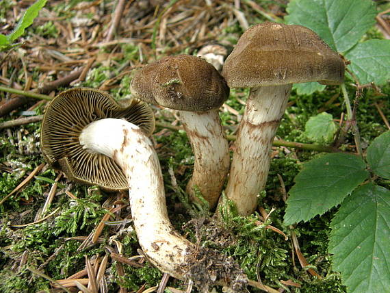 pavučinovec šupinkatý Cortinarius melanotus Kalchbr.