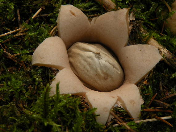 hviezdovka Geastrum sp.