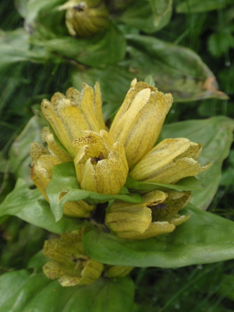 horec bodkovaný Gentiana punctata L.