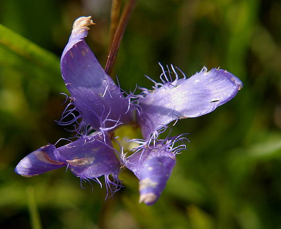 pahorec brvitý Gentianopsis ciliata (L.) Ma