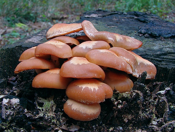 šupinačka menlivá Kuehneromyces mutabilis (Schaeff.) Singer & A.H. Sm.