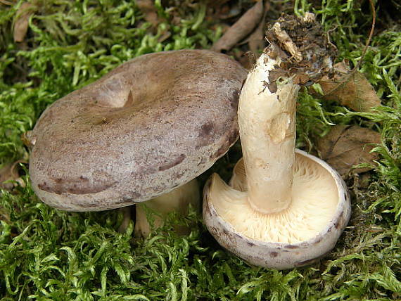 rýdzik severský Lactarius trivialis (Fr.) Fr.