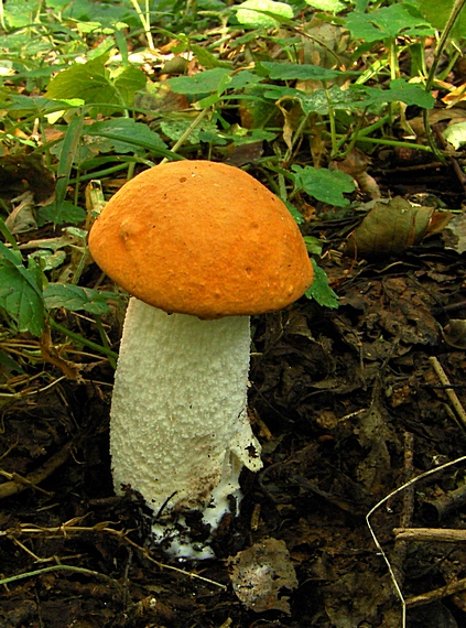 kozák osikový Leccinum albostipitatum den Bakker & Noordel.