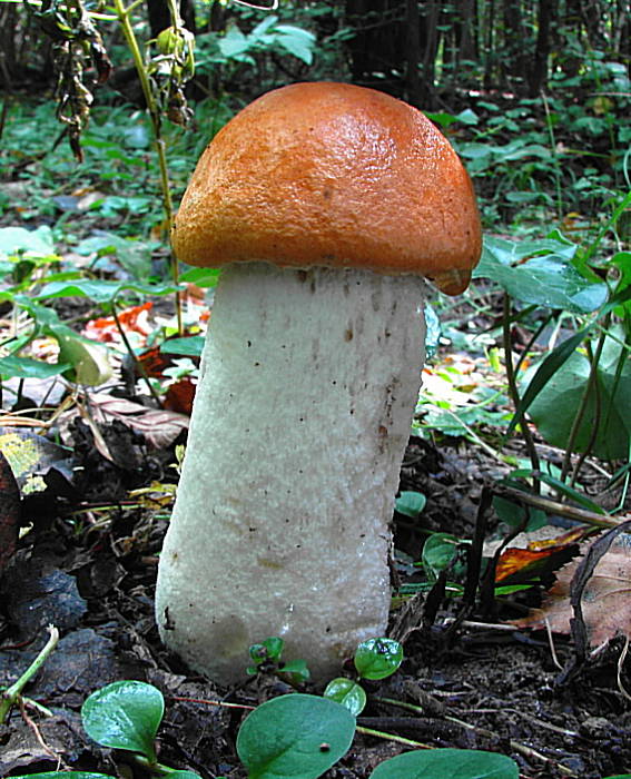 kozák osikový Leccinum albostipitatum den Bakker & Noordel.