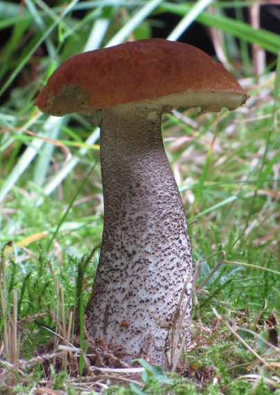 kozák osikový Leccinum albostipitatum den Bakker & Noordel.