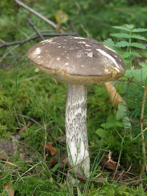 kozák rozličnofarebný Leccinum variicolor Watling