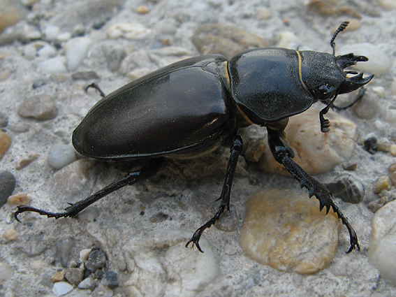 roháč veľký Lucanus cervus