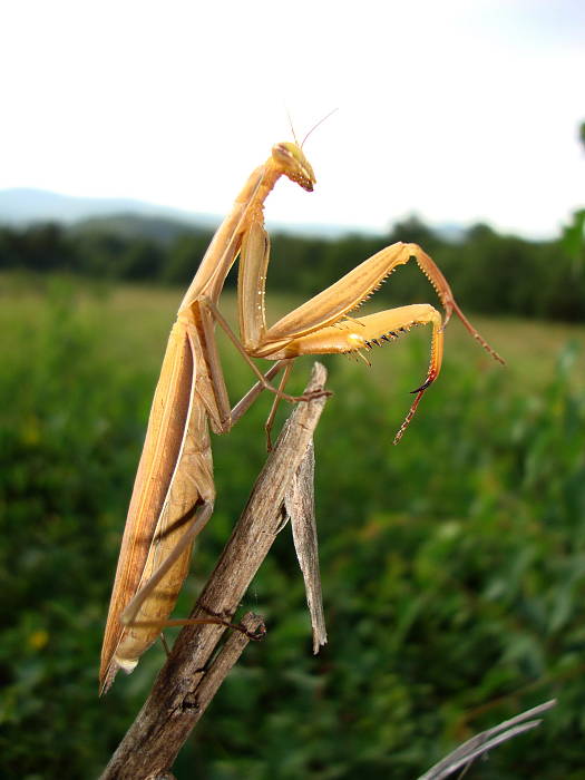 modlivka zelená Mantis religiosa